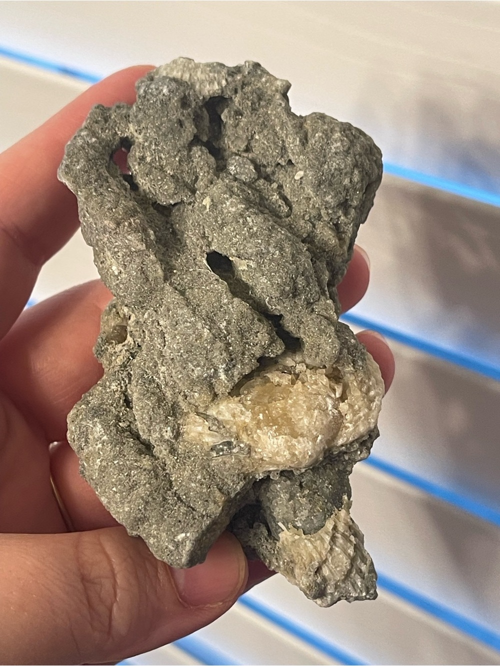 Fossilized clam shell with calcite from Florida
